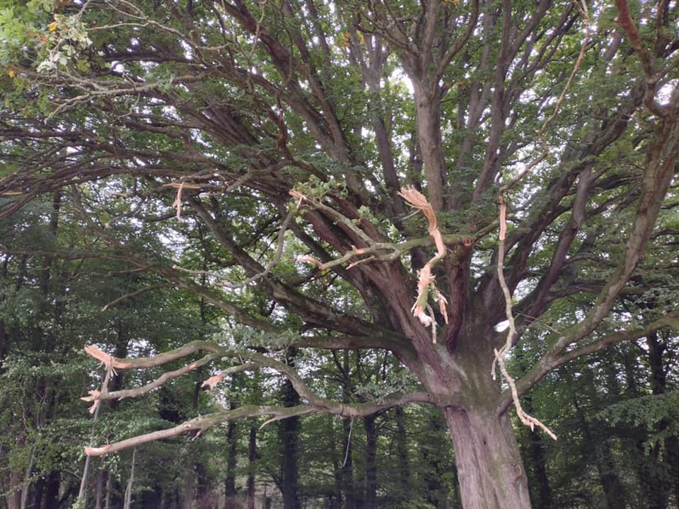 This is the amazing Sessile Oak in Massy's Wood which is under your remit. The photo on the left shows it before your contractors butchered it in 2022 and after on the right. #TreeWeek2024