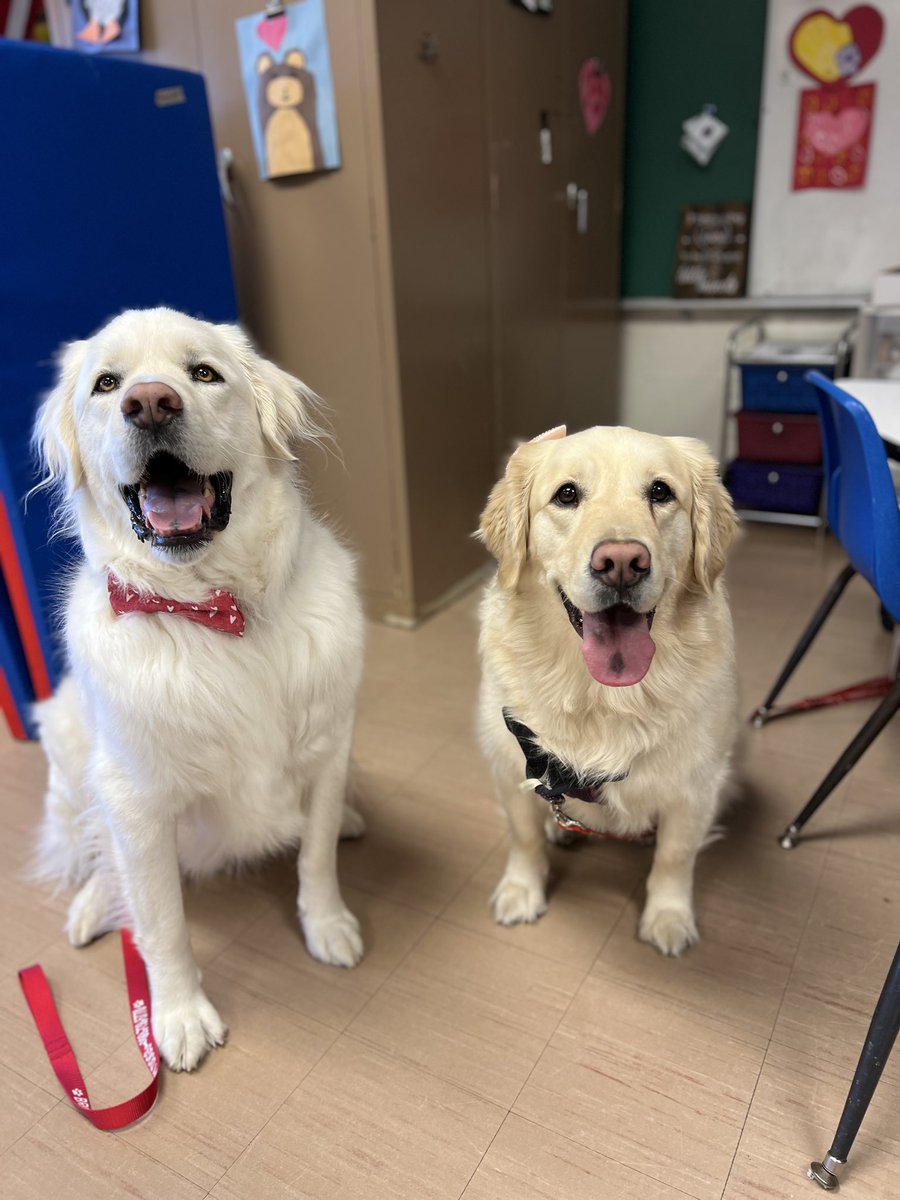 misskateOT's tweet photo. Valentine’s Day visit from therapy dogs:  Winnie 🌸and Blue ❤️ 
with @AlliMandelbaum https://t.co/jJ2U0iRqPK