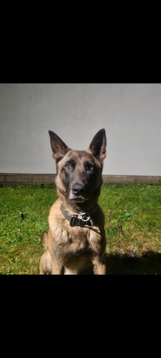 StaffsDogs's tweet photo. #S1Dogs - Last night PD KEV was deployed to the moorlands for a high risk missing person in a rural area. Within 15 minutes of arriving, PD KEV had located the misper in the middle of a field. That person is now safe and will start receiving the help they need. #PDKEV 🐾 https://t.co/ctajcGAZHZ