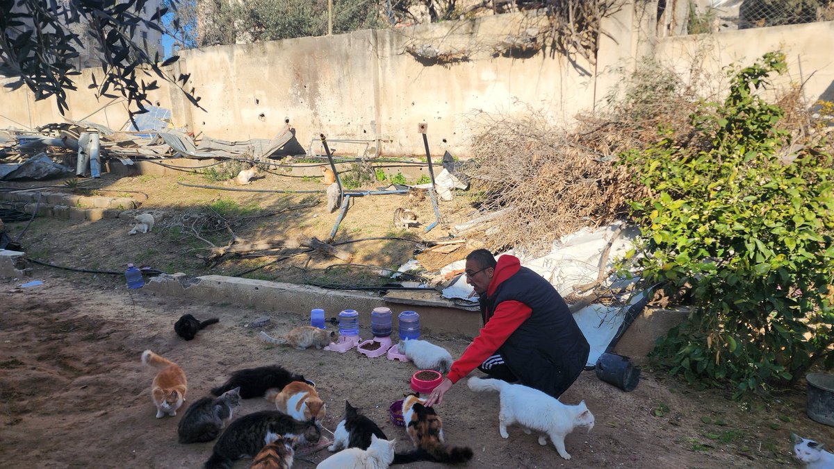 helpcatsmsallam's tweet photo. Hello guys .. I am grateful to every person who checked on me and asked about me during these difficult times in Gaza. I apologize again because I cannot respond to everyone due to the lack of internet. I can barely pick up a signal to turn on Esim.. I want to reassure you that we are alive, but we are not well at all. Everyone is watching and seeing the atrocities we have been experiencing since October 7. We feel like we are in a terrifying nightmare that began on October 7. I hope from the bottom of my heart that we wake up from this nightmare..
Sadness took a lot of feeling from our hearts until our hearts became hard as stones..
The end of sadness is either joy or destruction. No one knows how the end will be..
I have always rescued animals. But now I need someone to save me...
I have escaped death several times... and after many months of suffering, I discovered that life is not for everyone... and who knows? Maybe there will be no depression tomorrow, maybe I won't exist tomorrow.. I was hoping someone would save me..
My dear friends.. As you can see in the news reports here in the north, no aid enters... and famine begins to sweep Gaza... I personally lost 15 kg of weight due to malnutrition since October 7. Unfortunately, we are sadly forced to buy from the black market. You can't imagine how difficult that is.. The most important commodity is flour. Its price was $15 for a 25-kilo bag. Now its price has become $400. A kilo of rice was $2.. Now its price is $15.. A kilo of sugar used to be one dollar, now its price is 11 dollars. A liter of oil was $2. Now its price is $7. Canned food, such as beans, peas, and chickpeas, used to cost one dollar. Now it costs 5 dollars. Vegetables such as potatoes, tomatoes, and onions were $1 per kilo. Now they are $7. This is of course after a complex process of searching....
Of course, finding fruits is such an impossible  that we have even forgotten their taste
I am personally lucky because I have a well in my house.. but there is no electricity to operate the pump to extract water from a depth of 52 meters in the ground.. so I have to rent a generator and buy gasoline from the black market for $15 per liter in order to get water..
I spend a whole day every week extracting water from the well, which is enough for me and my family for a week. Today, I have to pay $100 for water alone...
I also feed the cats at the shelter and give them special care. I will never leave them. There are emergency veterinary expenses that I have to pay immediately.. Unfortunately, everything is ridiculously expensive.. I know this is embarrassing, my friends. I feel embarrassed to say this to you. But I am really suffering, my friends. I would be very grateful to receive your pledges and donations at the following link....
https://t.co/4HGeWVpT8V
Retweeting is free support and helps spread, and I appreciate that. I appreciate all your sympathy, my friends. Your loving friend Mo from Gaza