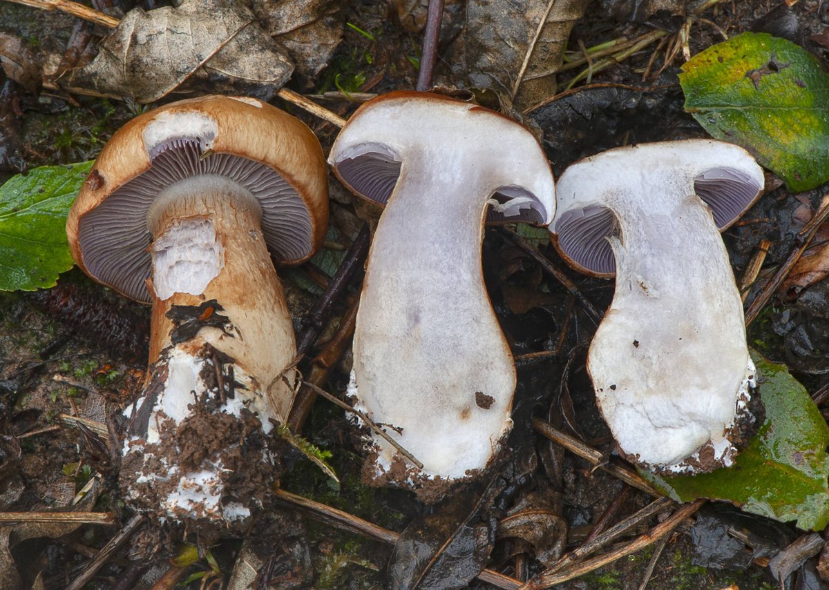SIM_micoiberica's tweet photo. Nuevo post en la web, ¿Conocías esta especie? 🍄🌳🔬🚨
Muñoz J.A., Cadiñanos J.A. &amp; Traba, J.M. 2024. Cortinarius brunneiaurantius.
Disponible en: https://t.co/FSqzm2Tyzl https://t.co/uwkZFoghhY