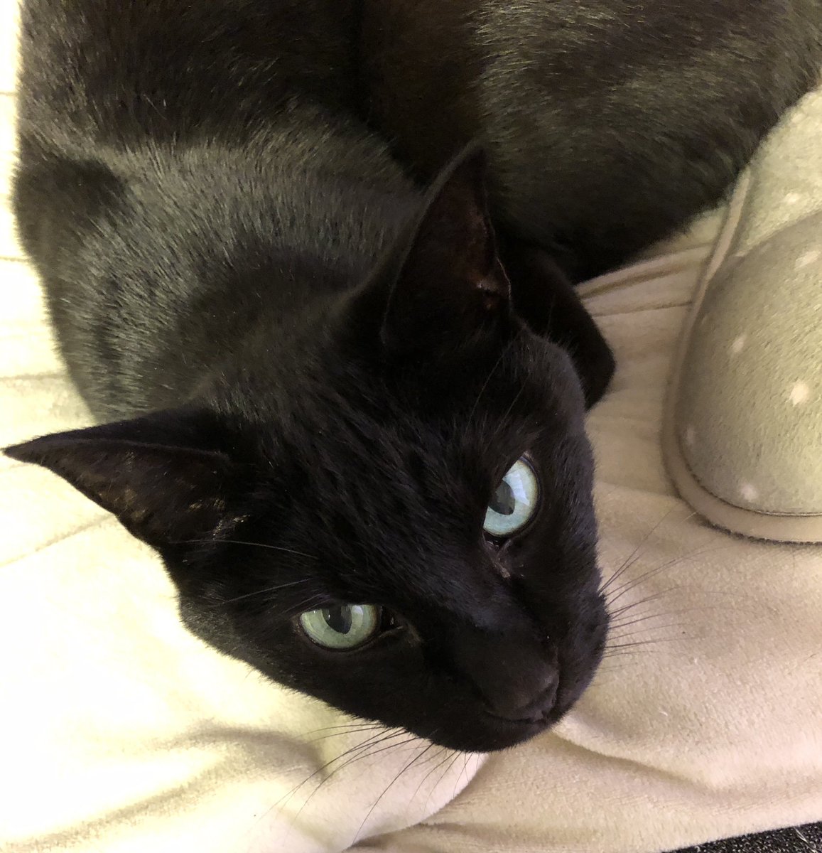 N56Tk's tweet photo. こんばんわ☔️
お久しぶりです🐈‍⬛

#黒猫 
#ねこのいる暮らし https://t.co/hhDsQkjhYt