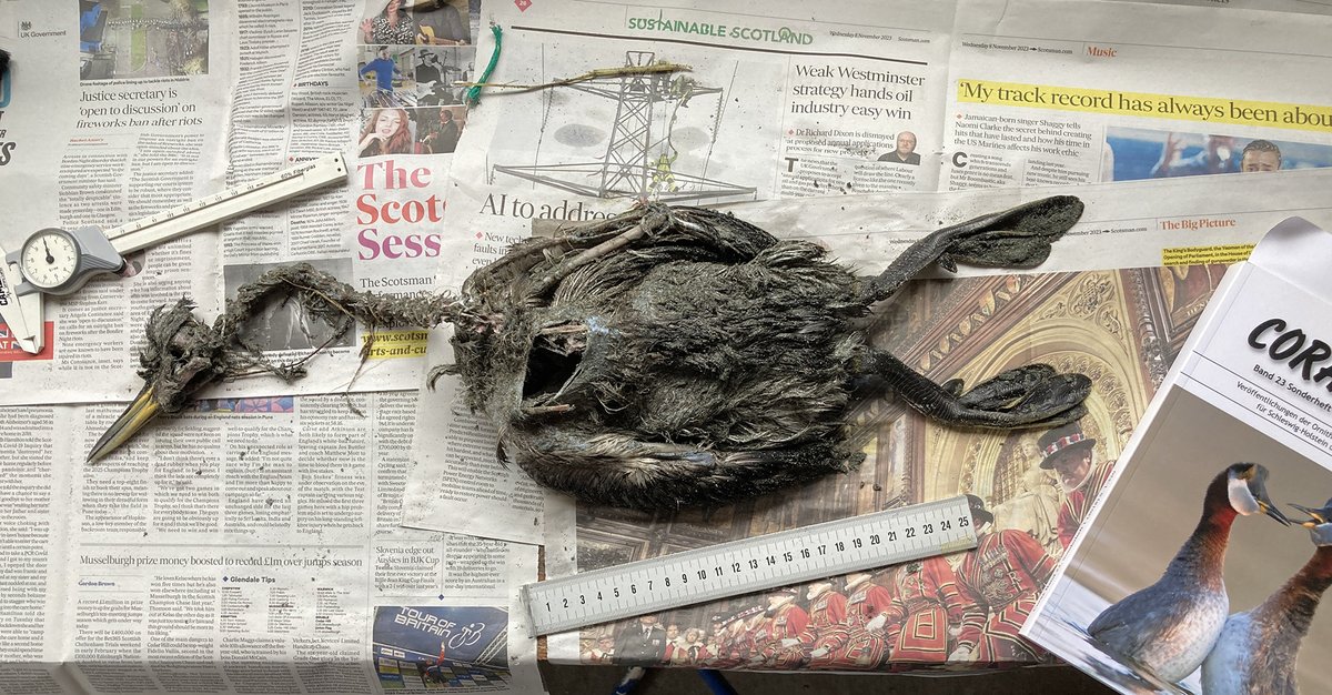 Roger Riddington (@rogerriddington) on Twitter photo Red-necked Grebe update - <a href="/AHJHarrop/">Andrew Harrop</a> found the corpse on Quendale beach this morning and we measured it in our garage - wing 198, bill 56.0, tarsus 63.9 - which makes it a male holbollii <a href="/NatureInShet/">Nature in Shetland</a> <a href="/RareBirdAlertUK/">RareBirdAlertUK</a> <a href="/BirdGuides/">BirdGuides</a> Red-necked Grebe update - <a href="/AHJHarrop/">Andrew Harrop</a> found the corpse on Quendale beach this morning and we measured it in our garage - wing 198, bill 56.0, tarsus 63.9 - which makes it a male holbollii <a href="/NatureInShet/">Nature in Shetland</a> <a href="/RareBirdAlertUK/">RareBirdAlertUK</a> <a href="/BirdGuides/">BirdGuides</a>