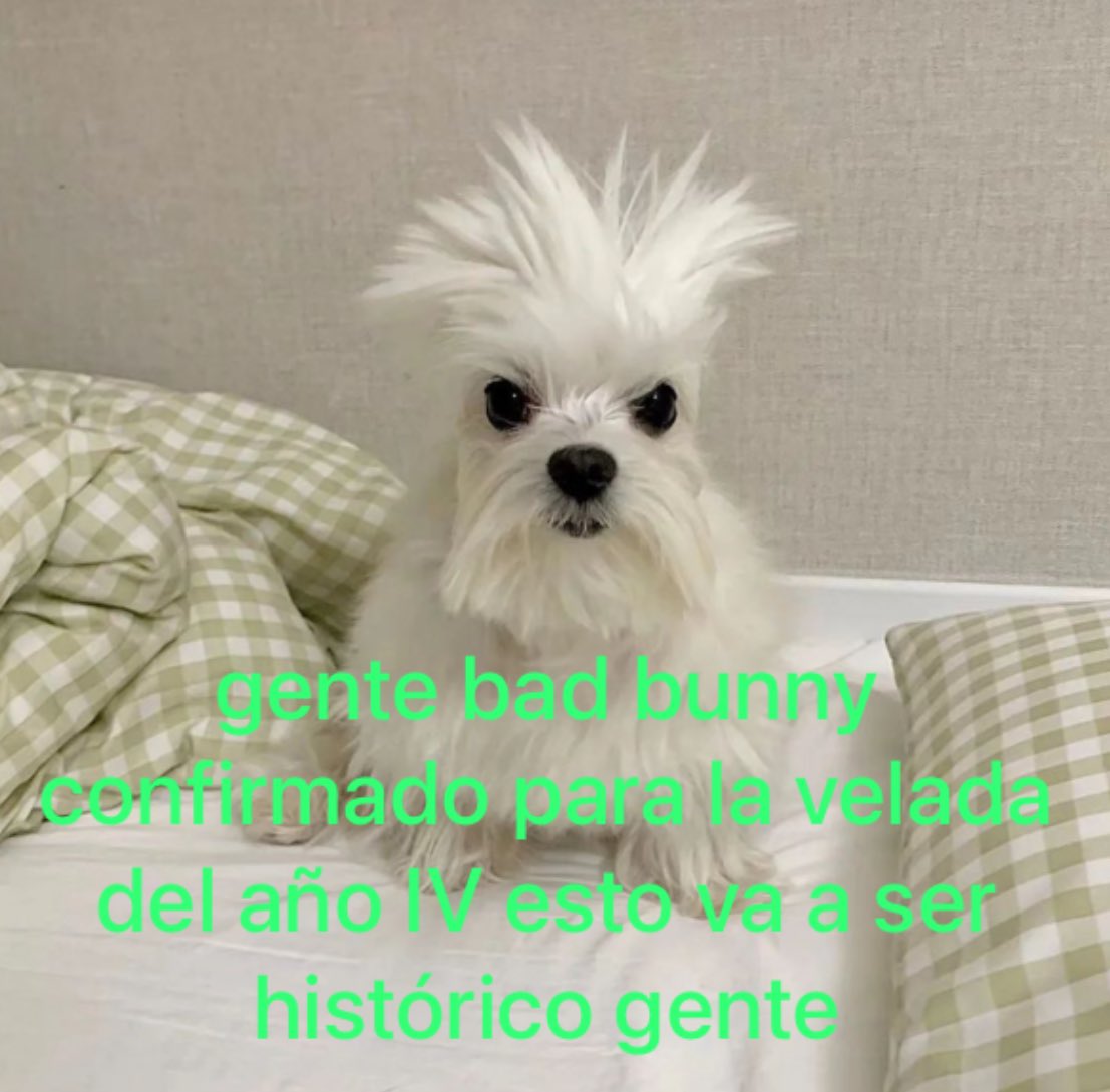 pedro tweet media