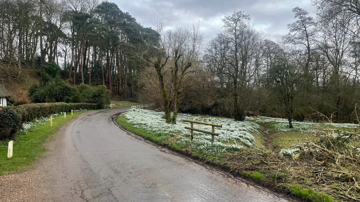 Beautiful snowdrops near Harrington in the Lincolnshire Wolds NL