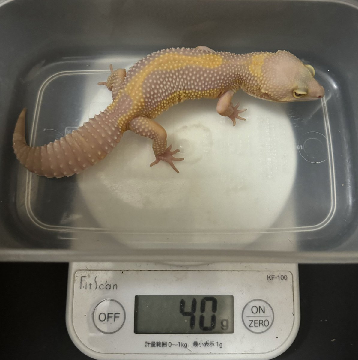 Spring_Garden__'s tweet image. ミルワームのみで育ててる子
生後5ヶ月
何の問題もないです
コオロギよりミルワームの方が管理が楽で良い

#レオパ　#レオパードゲッコー　#爬虫類