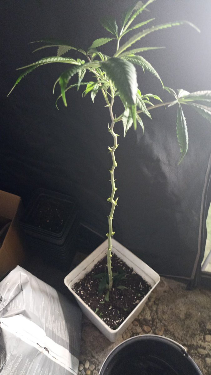 Dia 38 de flora, ya se va acercando la fecha de corte, al final giro de 180º y he sacado purple punch para el siguiente debido a las fechas para que no me pille el pleno verano con el sodio y meter el LED a tiempo!
Seguimos!!
#Autocultivo
#CannabisCommunity 
#cannabisgrower