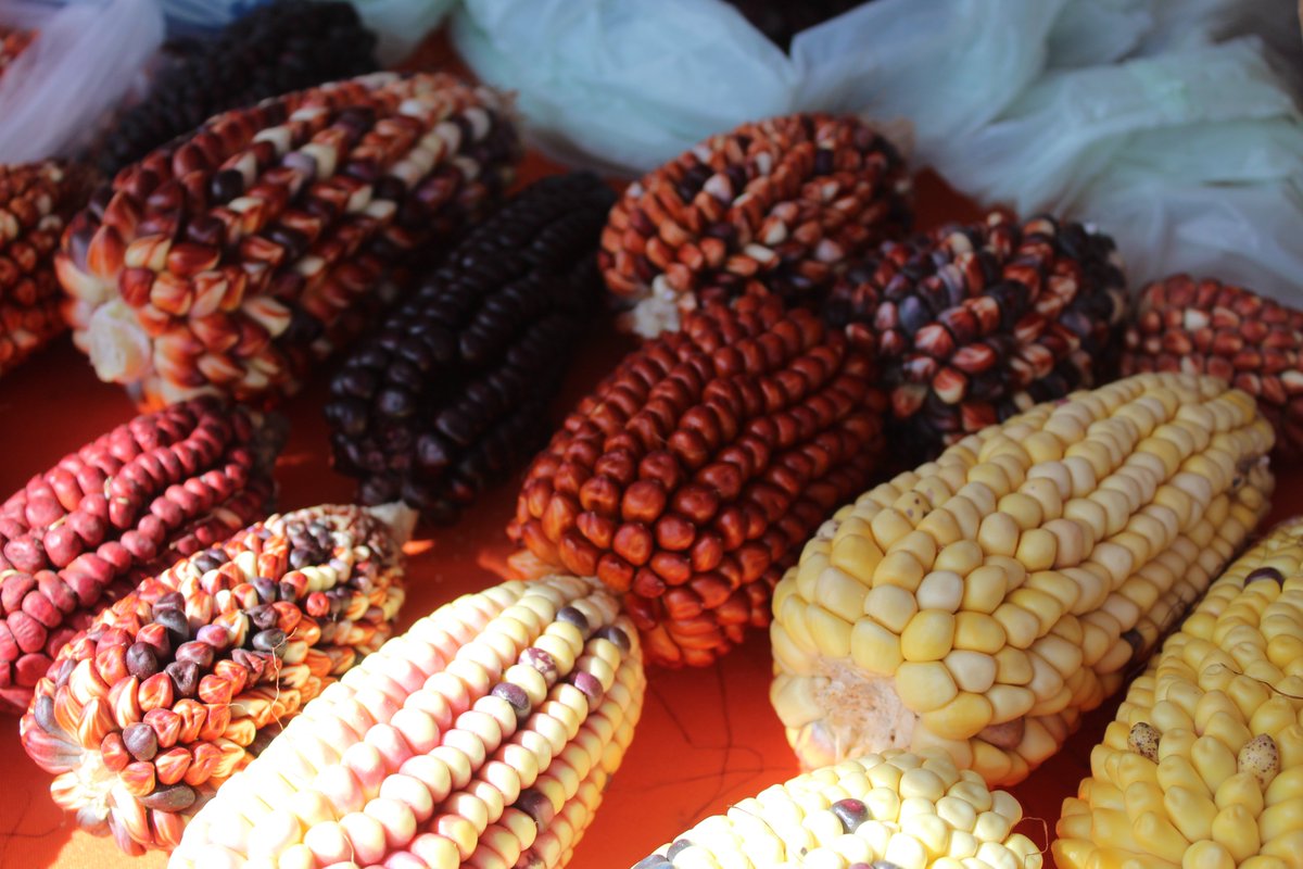 FAOChile's tweet photo. 🧐Sabías que en el Territorio Altoandino a través del Proyecto #SIPAN se han identificado 25 variedades de maíces🌽y que en muchas localidades de San Pedro de Atacama hay sorprendentes variedades de este alimento🍲

👉Conoce ➕ en https://t.co/u0AlpPUNTU https://t.co/UOkGu3iXjj