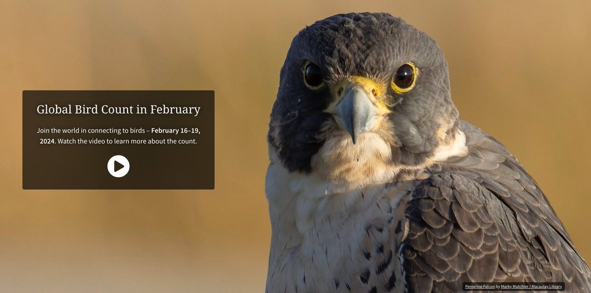 Hog Island Audubon tweet media