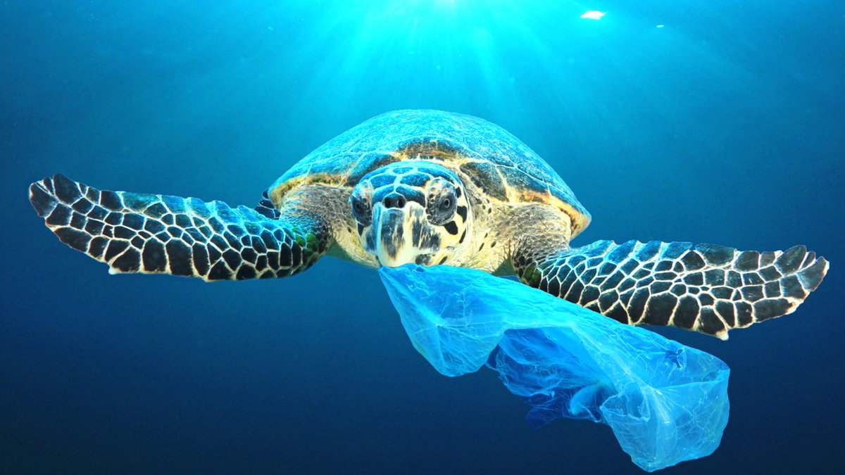 DrBaidas's tweet photo. 🌊🐢 Sea turtles mistake plastic bags for jellyfish which gets stuck in their stomach, causing suffocation &amp; death. Support #ReusableBags #BiodegradablePlastic to end #PlasticPollution  #PlasticWaste #WaterPollution @HACplastic @Plasticsimpact. Know more: https://t.co/UF9iYPBl14 https://t.co/NrBHreFm2e