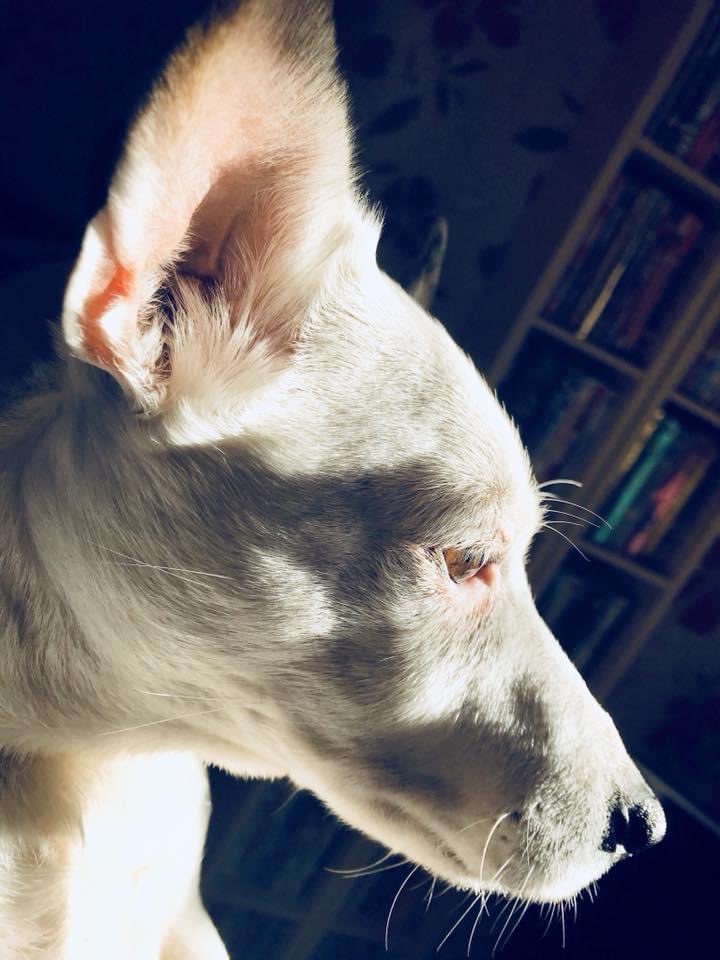 Chef Denis Turner tweet media