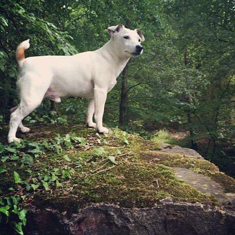 Chef Denis Turner tweet media