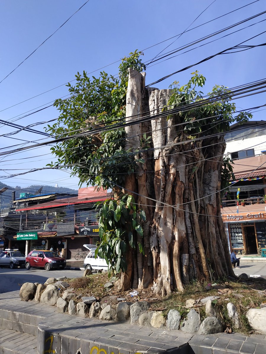 काङ्ग्रेस र काङ्ग्रेस माथी पलाएको माओवादी !
