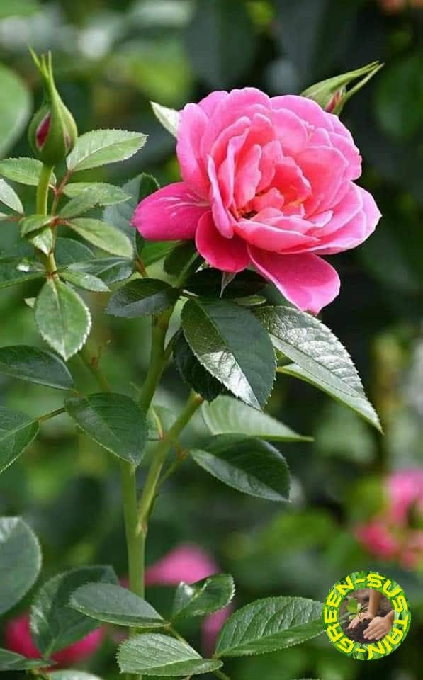 CSoptimistic's tweet image. “We cannot solve our problems with the same thinking we used when we created them.”
 – Albert Einstein
 #extrovert  #solution #inovation