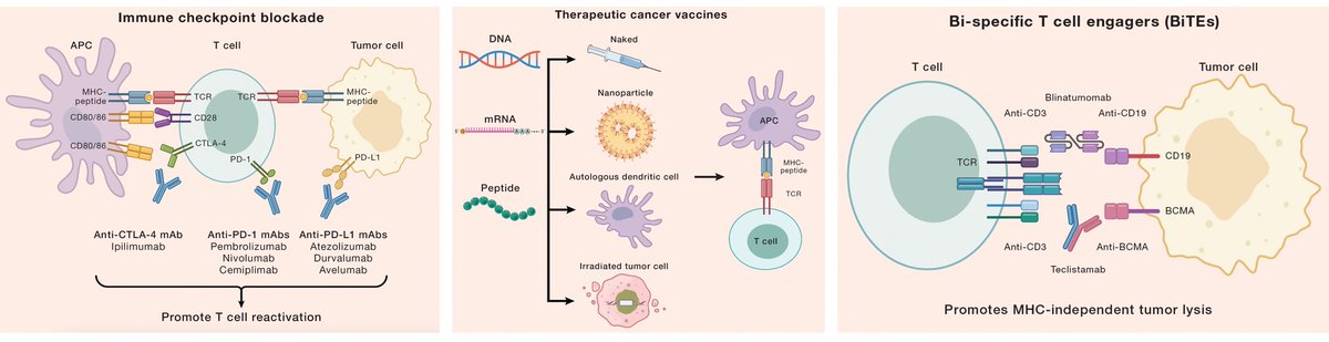 ZainKhalpey's tweet photo. AI in Cancer Therapy: A New Era of Algorithm-Driven Treatments

🔍 Modeling Precision Therapies: AI is revolutionizing cancer treatment by creating sophisticated algorithms that model the intricate dynamics of cancer cells. These models enable the development of precision therapies, which are designed to target cancer more effectively while minimizing harm to healthy cells.

🧬 Targeted Treatment Innovations: By analyzing genetic data from tumors, AI algorithms identify specific mutations driving cancer growth. This information is crucial for designing targeted treatments that attack these mutations directly, offering hope for more effective and less invasive cancer care.

📊 Predictive Success Rates: AI’s predictive algorithms are evaluating potential treatments to forecast their effectiveness for individual patients. This capability is transforming treatment planning, ensuring that patients receive the most promising therapies tailored to their unique cancer profile.

🤖 Enhancing Drug Discovery: AI is streamlining the drug discovery process by predicting how different compounds will interact with cancer cells. This accelerates the identification of new drugs that could potentially cure or control cancer, making the process faster, cheaper, and more efficient.

👇 How do you see AI shaping the future of cancer therapy? What are your hopes for AI-driven algorithms in advancing cancer treatments?
