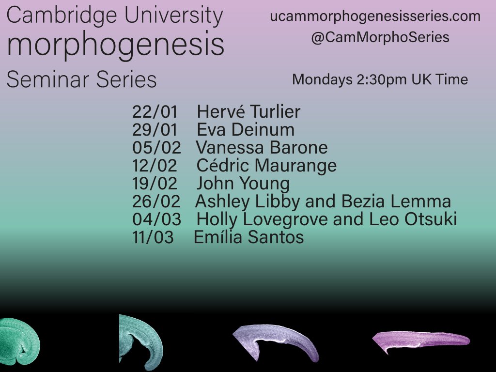 I’m looking forward to hosting @lab_frog at the @CamMorphoSeries seminar on Monday 19th February at 2:30PM UK time - join us for the latest on #xenopus limb development!🐸 us06web.zoom.us/j/82089026611?… You can find the full abstract at ucammorphogenesisseries.com. Please RT/share!