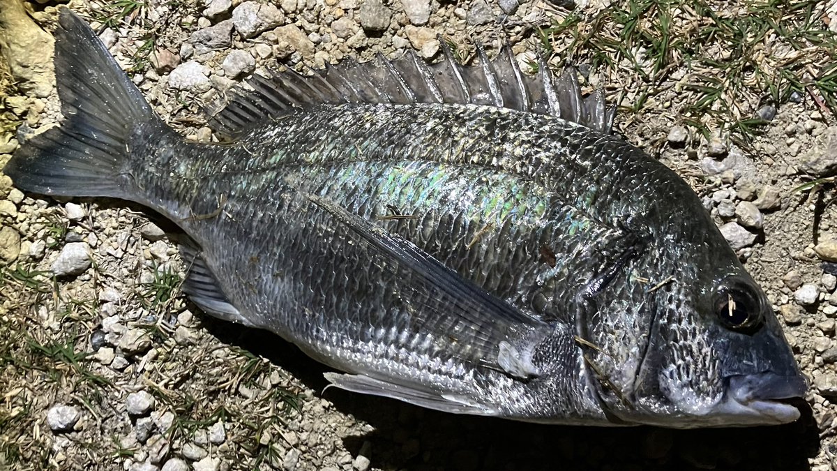 ミナミクロダイ