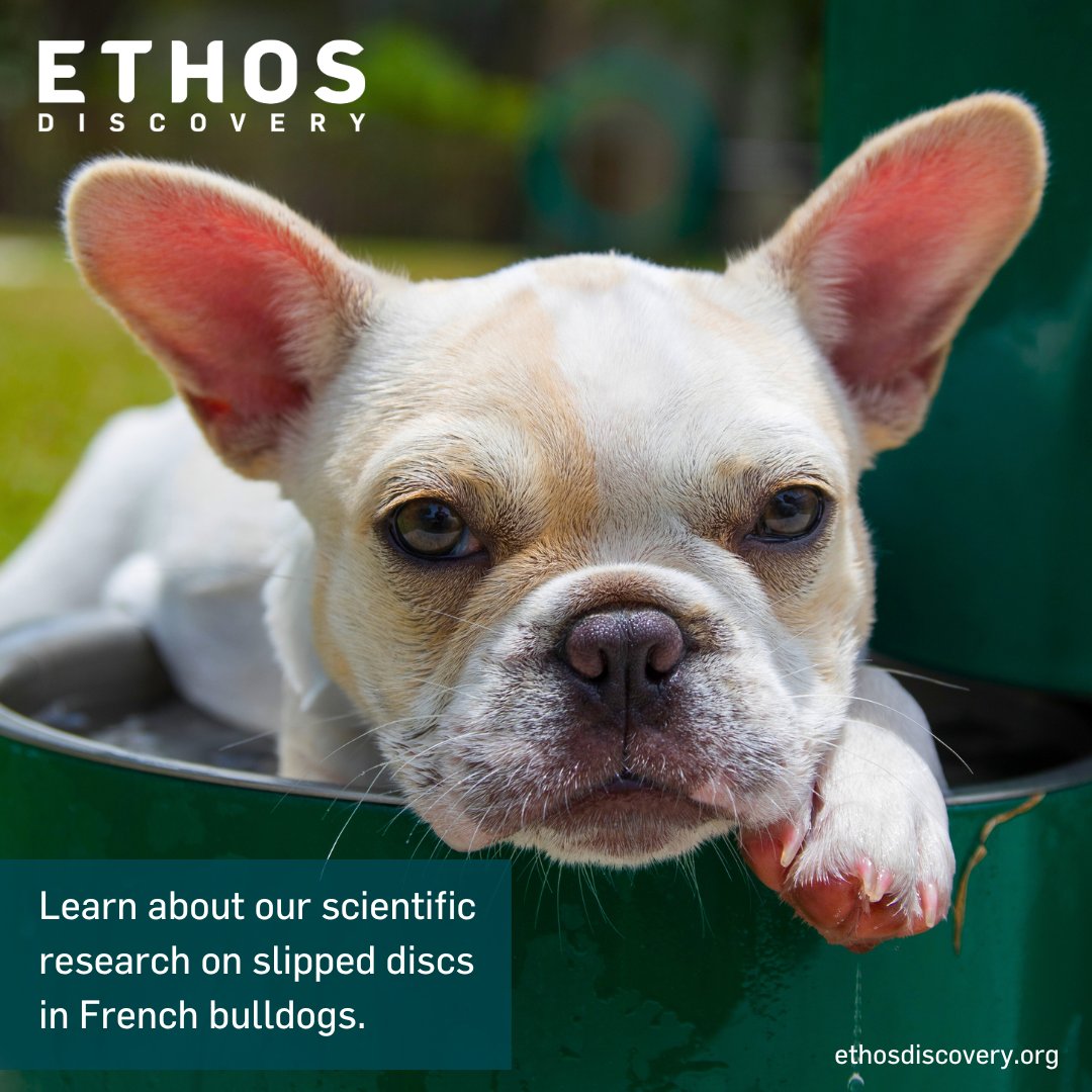Exciting news from Ethos Discovery Canine Health Study! Delve into cutting-edge research on biomarkers for hemorrhages linked to slipped discs in French Bulldogs.

🔬 Explore the full study: ow.ly/r1Sq50QAR5o