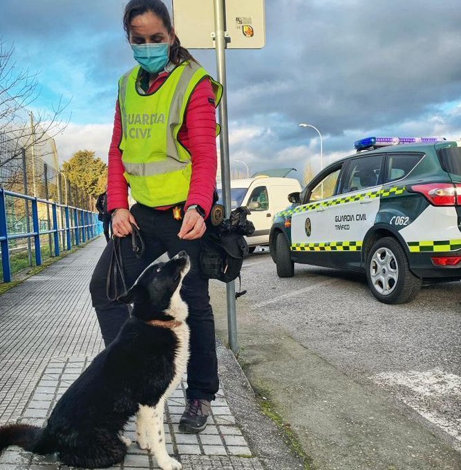 Desde pequeño él destacó por su disciplina en el entrenamiento. Aunque su cualidad más notable es el excelente olfato para la detección de droga, el descaro para posar le viene en los genes. 
#ServicioCinológico
#TrajamosParaProtegerte con canes