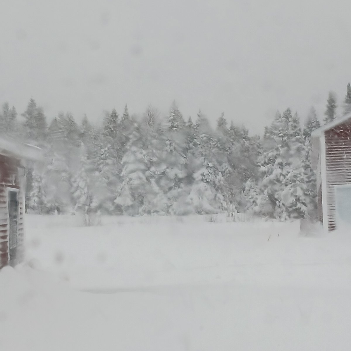 Another snow day on the Bonavista Peninsula. 

#BonavistaPeninsula 
#winterNL