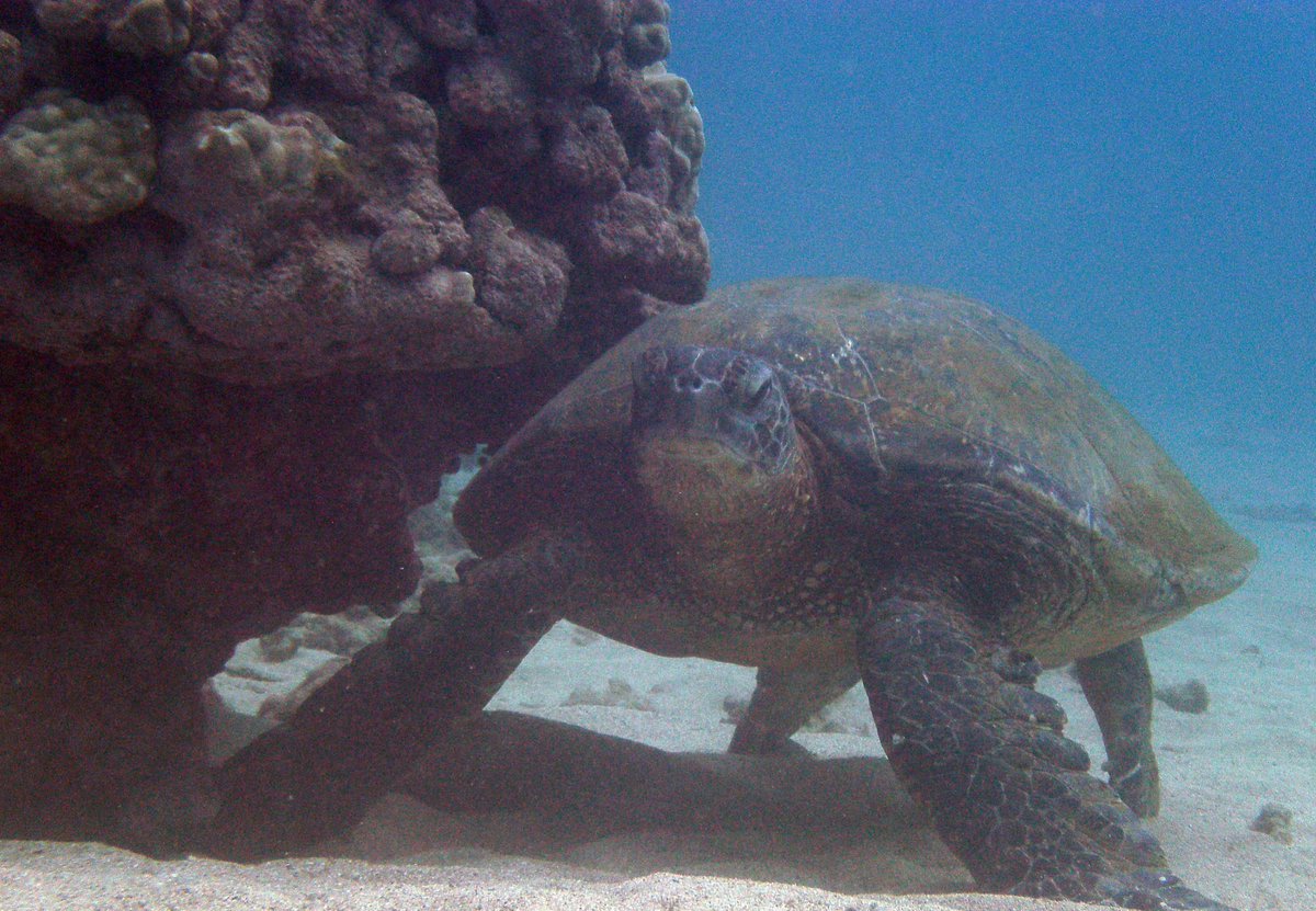 🐢Dive Site: Prince Kuhio Park 📍Kauai, Hawaii 👉thescubadirectory.com/divesiteprofil… #Kauai #Hawaii #Turtle #coral #reef #underwaterphotography #ScubaDivingMag #PADI #paditv #scubadivelife #scubadive #scubadiving #divelife #scuba #dive #diving #divetrip #divetravel #scubatravel