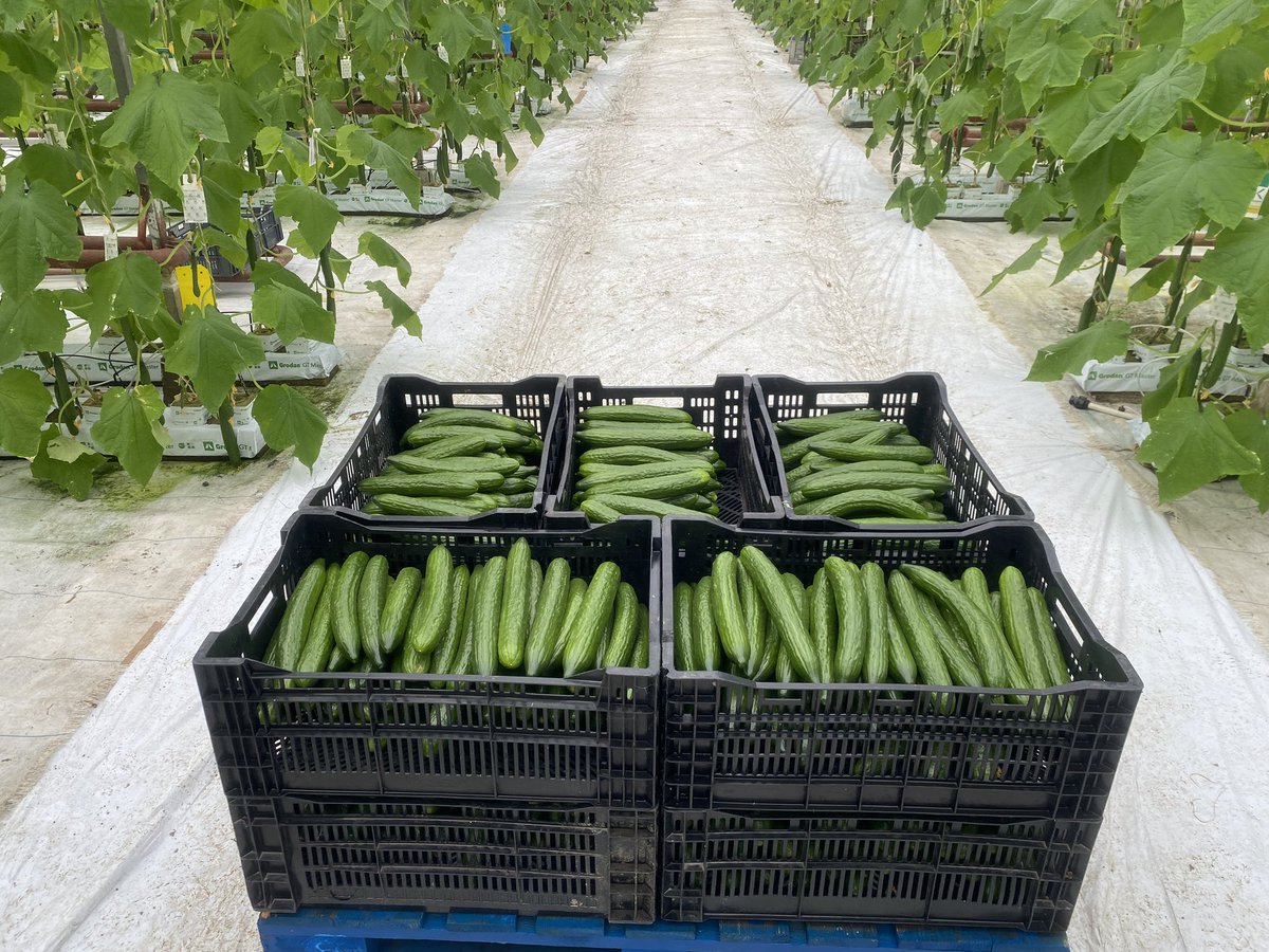 After just 5 short weeks since planting, we’re delighted to get cracking on the 2024 season! Keep an eye out in local stores and in <a href="/dunnesstores/">Dunnes Stores</a> nationwide next week for Irish cucumbers on the shelves! 🌱🥒🥒 🌱#newseason #localproduce #cucumber #Irish