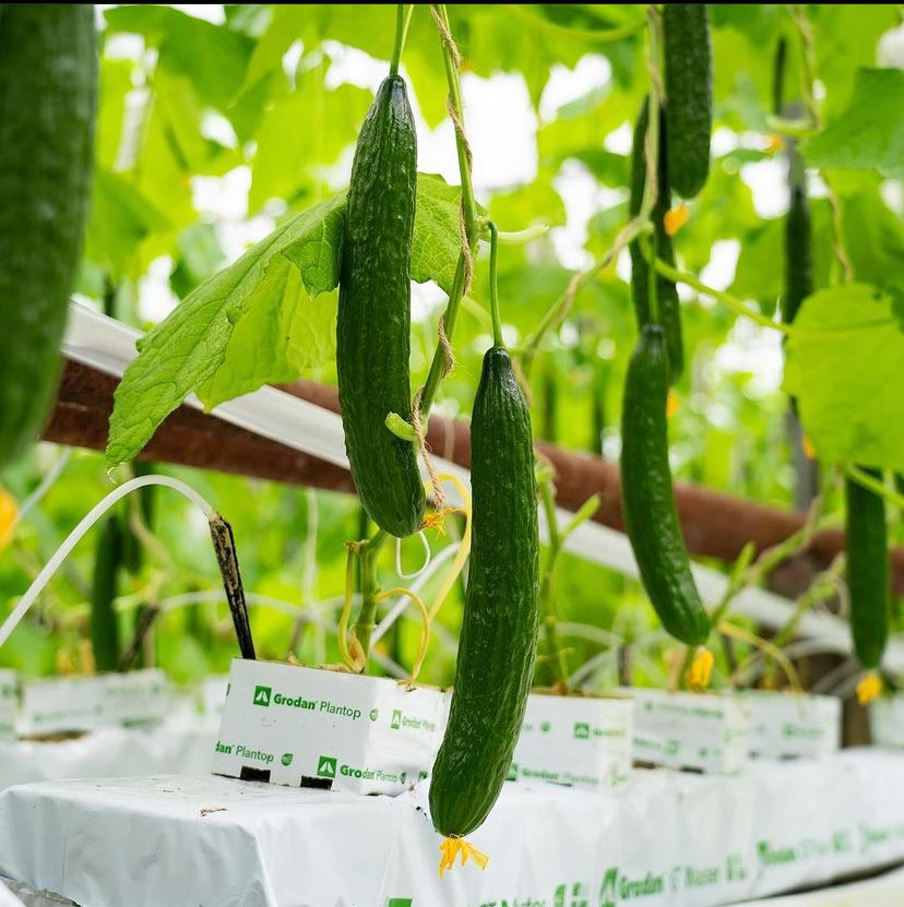 Welgro Produce tweet media