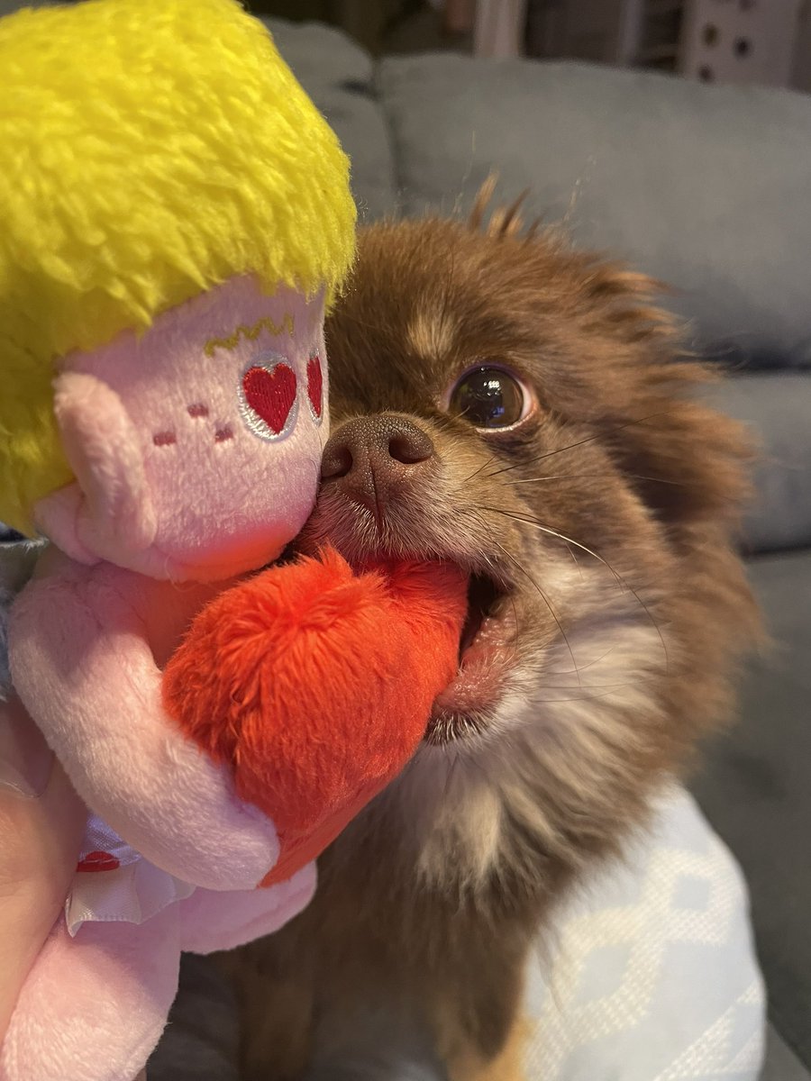 neigmakko's tweet photo. 今月もdogyboxさんから
ご提���いただきました😍✨

今月はバレンタインにちなんだ商品で
ねぎまさんも心を打ち抜かれて
噛みついていました😆😆

人形の目を見て噛みついているのは
なんだかジワります🐶😁

#pr #dogybox https://t.co/I1mEmBOQc2