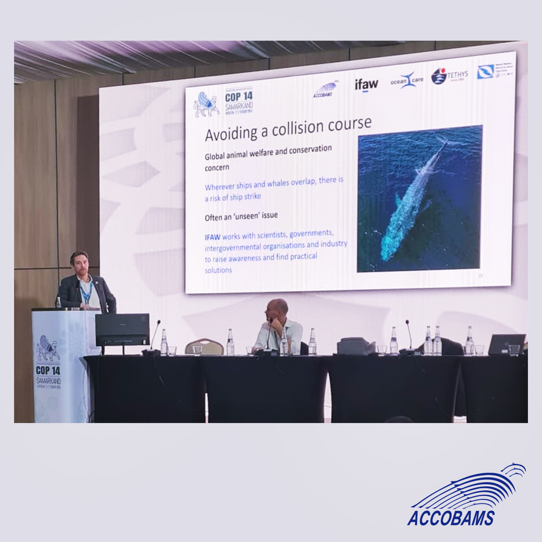 ACCOBAMS's tweet photo. During #CMSCOP14, #ACCOBAMS presents two case studies of the high occurrence of ship-strikes with cetaceans in the ACCOBAMS area. Prevention and monitoring are both required to reduce the number of collisions with cetaceans.
#ACCOBAMs #CMSCOP14 #ShipStrikes #CetaceanConservation https://t.co/AYx4wgqNyW