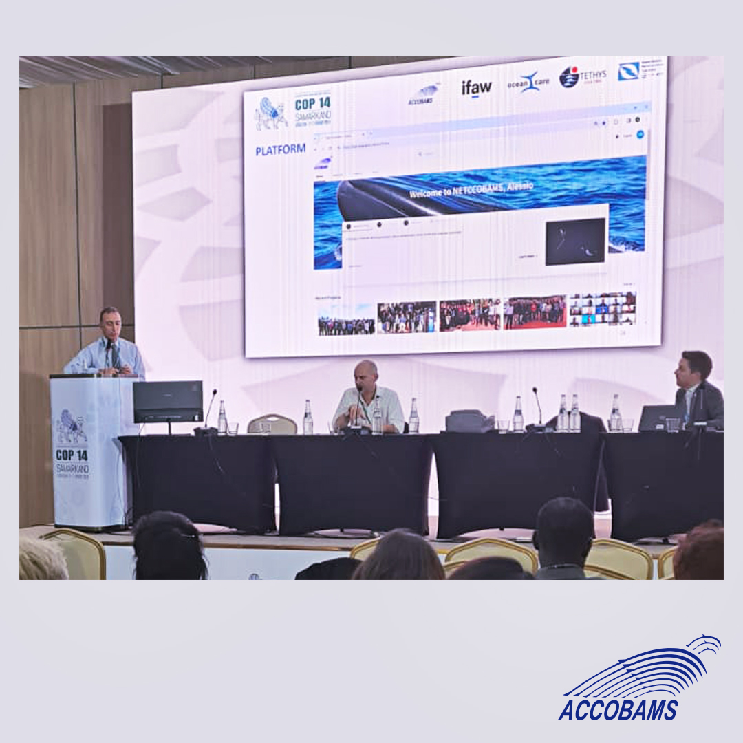 ACCOBAMS's tweet photo. During #CMSCOP14, #ACCOBAMS presents two case studies of the high occurrence of ship-strikes with cetaceans in the ACCOBAMS area. Prevention and monitoring are both required to reduce the number of collisions with cetaceans.
#ACCOBAMs #CMSCOP14 #ShipStrikes #CetaceanConservation https://t.co/AYx4wgqNyW