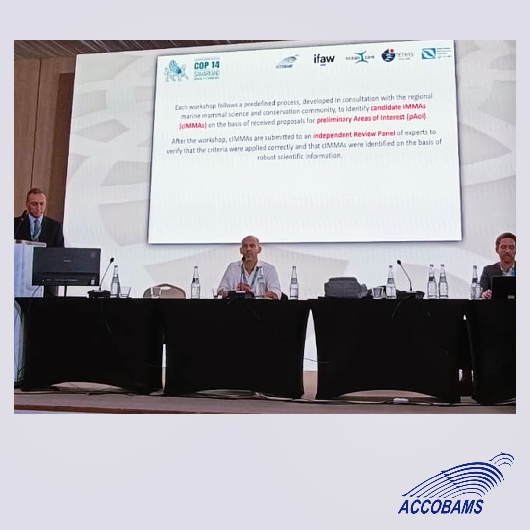 ACCOBAMS's tweet photo. During #CMSCOP14, #ACCOBAMS presents two case studies of the high occurrence of ship-strikes with cetaceans in the ACCOBAMS area. Prevention and monitoring are both required to reduce the number of collisions with cetaceans.
#ACCOBAMs #CMSCOP14 #ShipStrikes #CetaceanConservation https://t.co/AYx4wgqNyW