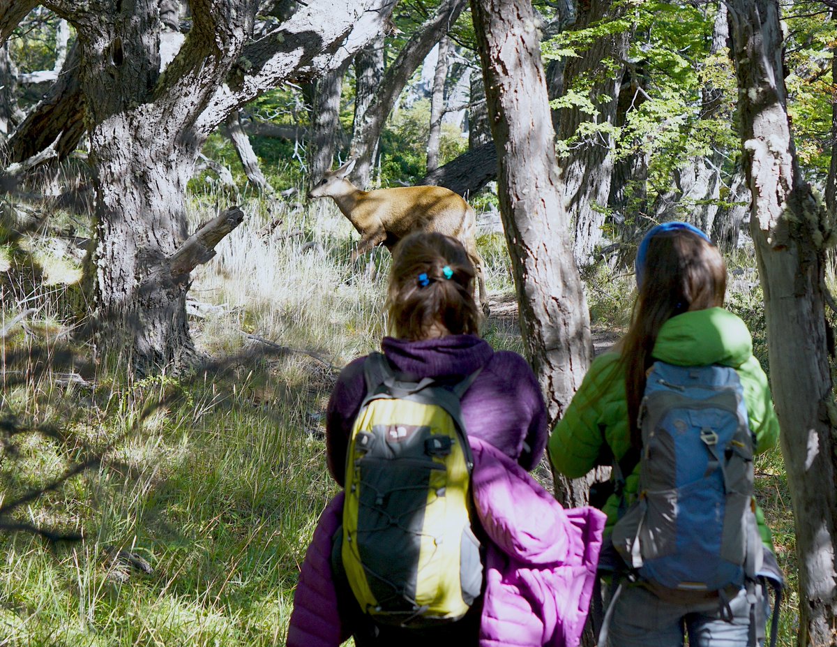kinipolegus's tweet photo. El 2 abril de 2015, con mi amada @lalifasola en su cumple y su genia amiga @AcigamiSur, vimos un Huemul en Glaciar Piedras Blancas @pn_losglaciares @ParquesOficial. Muy manso! Ese comportamiento confiado lo hizo "presa fácil" en el pasado (y no tan pasado).
#taxojueves #Cervidae https://t.co/Vju1LAaB1f