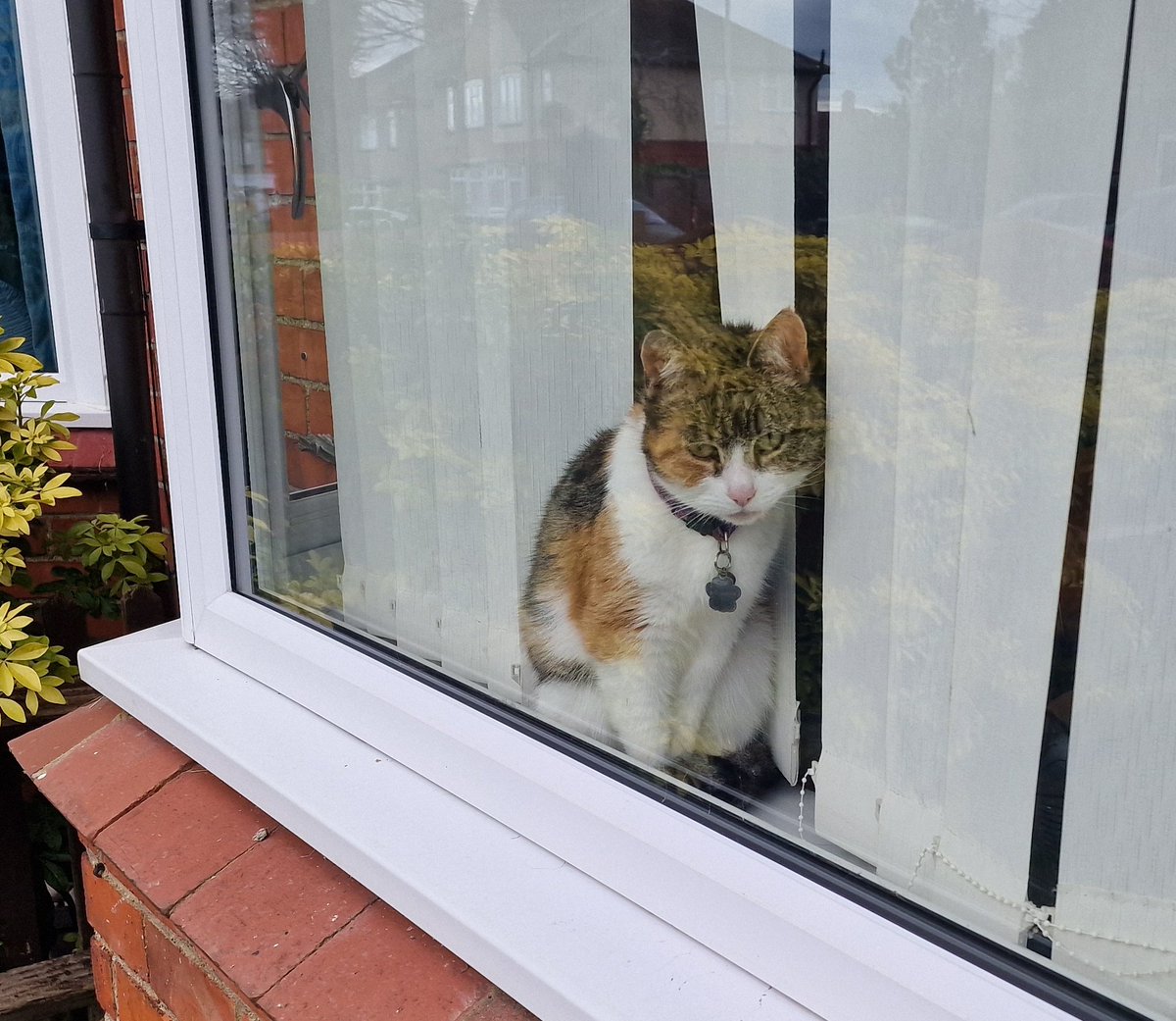 lardinlycra's tweet photo. First #labourcat of the day in #Wellingborough. On the #labourdoorstep supporting @Gvkitchen in the #WellingboroughByElection https://t.co/8OCeR6cjho