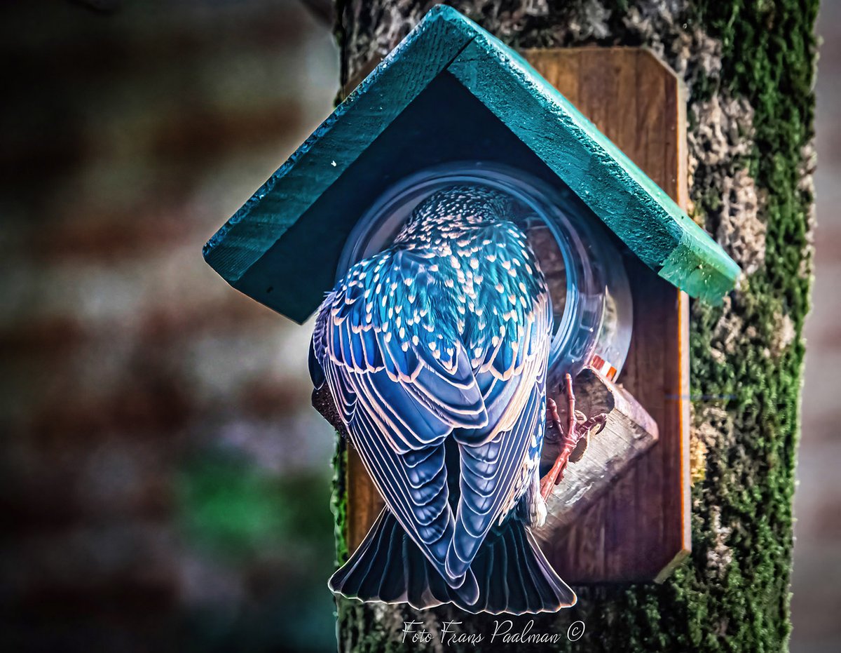 Soms past het net
 "hongerige spreeuw"