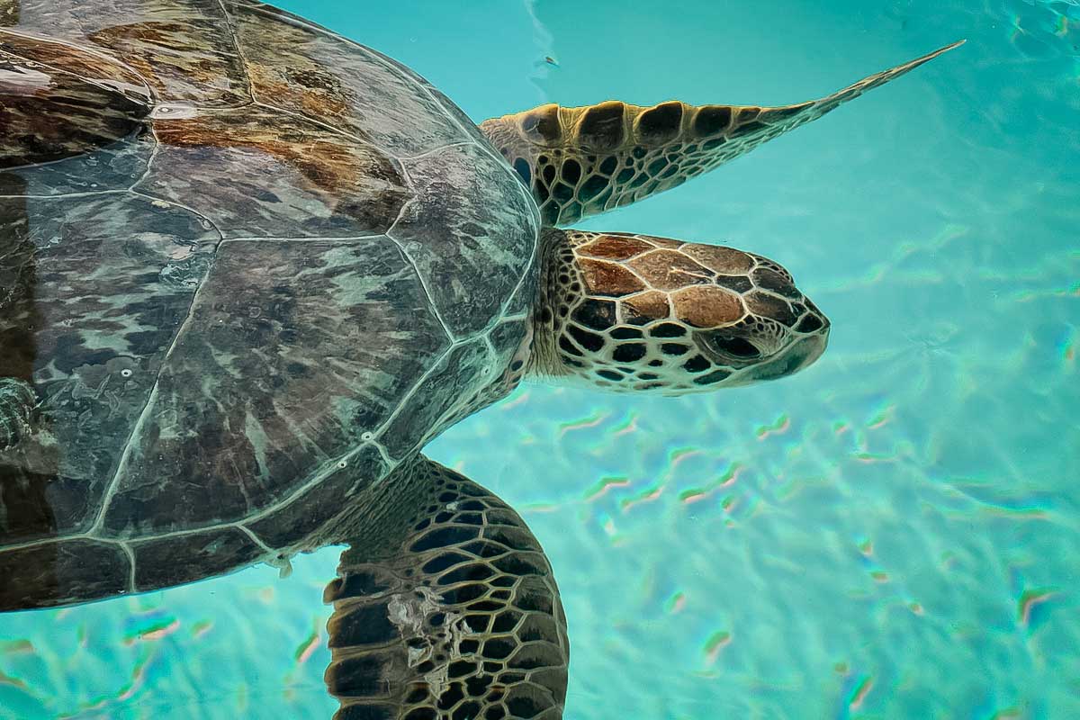 wandersmiles's tweet image. 🇺🇸 Explore the beauty of bird, marine and wildlife sanctuaries in Florida USA.
🇺🇸 Plan your itinerary and indulge in a unique animal low-impact encounter.
=&amp;gt; READ bit.ly/SanctFL
#floridausa #visitflorida #sustainabletravel