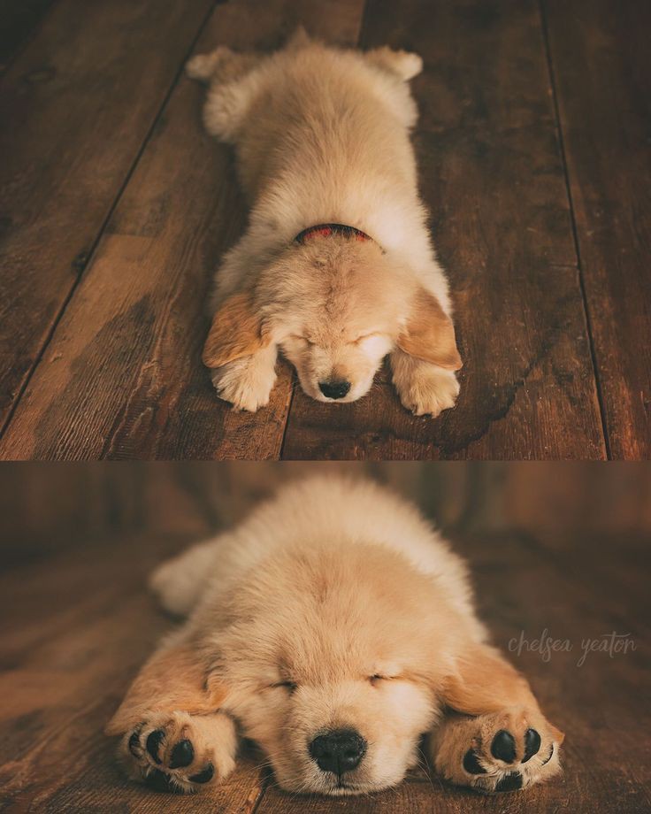 Animal_fanlover's tweet image. Aww