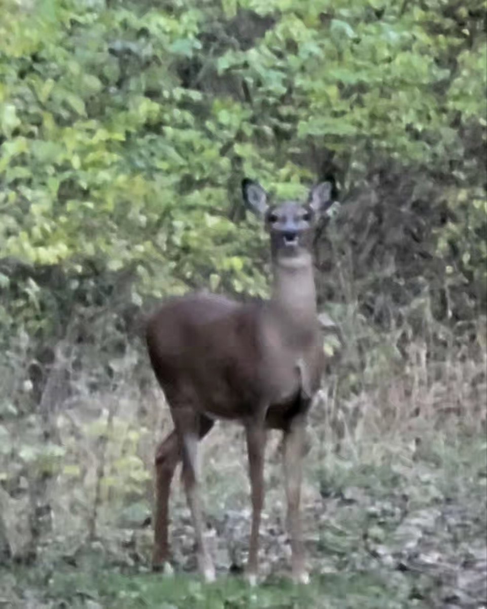 One of the evenings we went out in November, we happened across a deer! Jeffery dove at a few rabbits and we got to watch a pretty sunset.