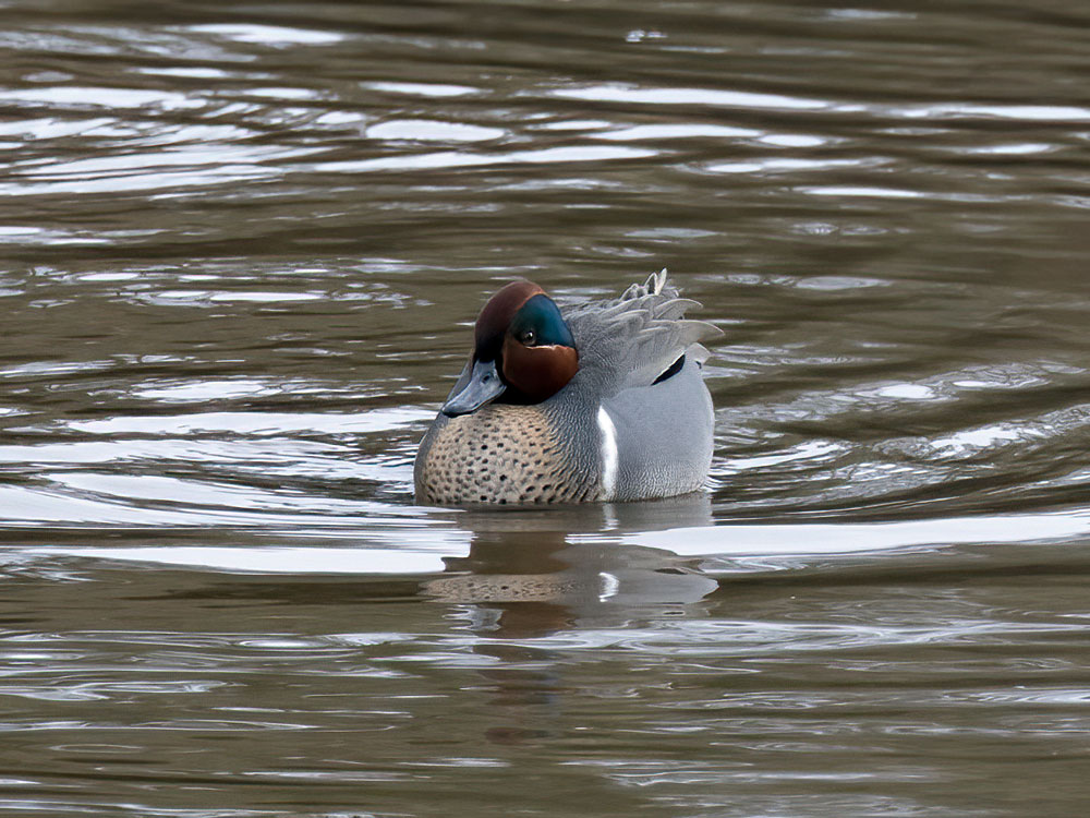 Some images of the green-winged teal found by Sam O'Donnell off the iron bridge Newport. @PembsBirds