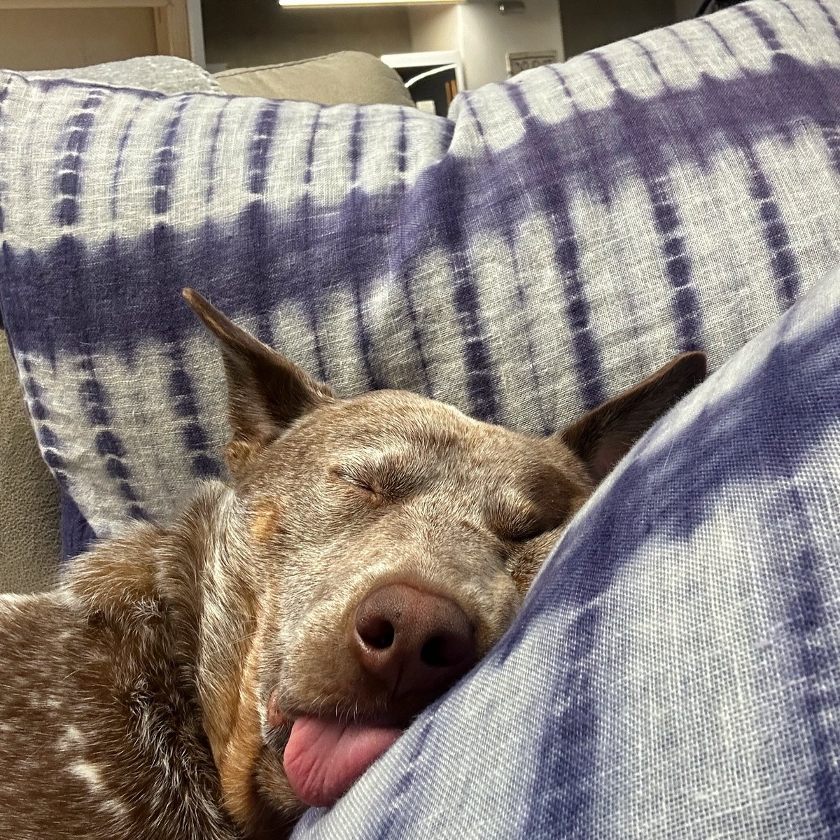 please welcome the newest member of my family, lord waffles, king of the blep 😝 just a little timeline cleanse if you need him today