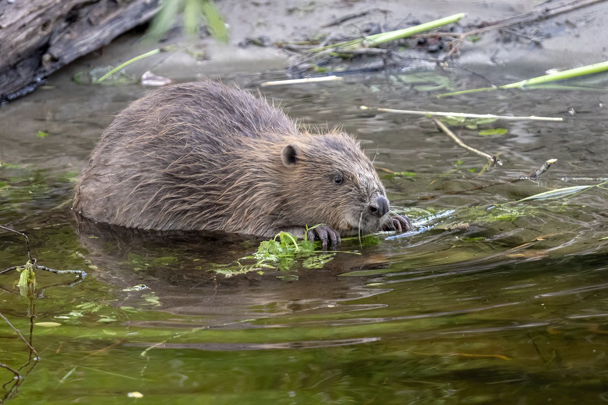 Last spring we asked you for your views on beavers in Wales through an online survey led by the University of Exeter. The results are now in, and you can read the full survey findings here 👉rb.gy/09hzwf. Thank you to all who took part in the survey. 📷© Beaver Trust