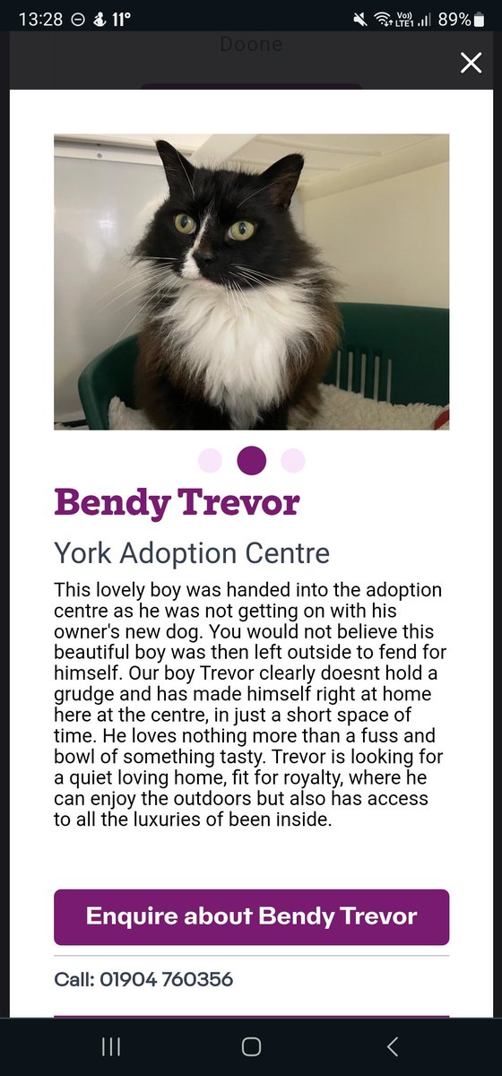 Omg there's a cat up for adoption at the York branch of Cats Protection and he's called BENDY TREVOR! 😻