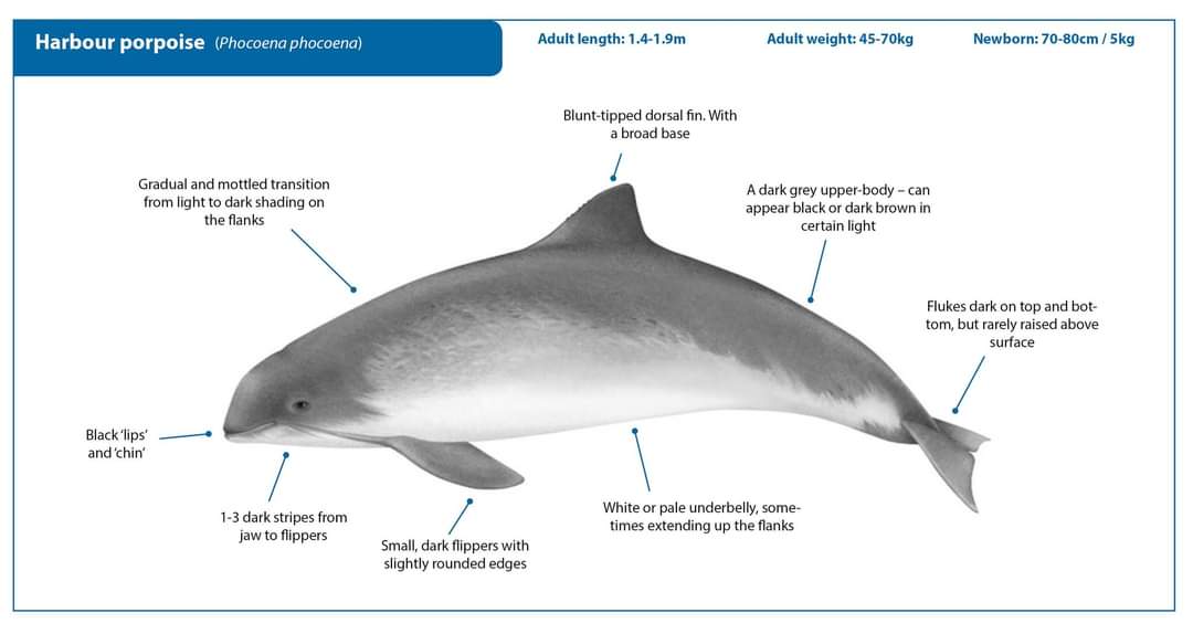 The #BalticHarbourPorpoise was just approved for listing on Appendix 1 (endangered migratory species at risk of exstinction) of the Convention for the Conservation of Migratory Species. A day of sadness and celebration. Image (c) The IWC/CMS Whale Watching Handbook