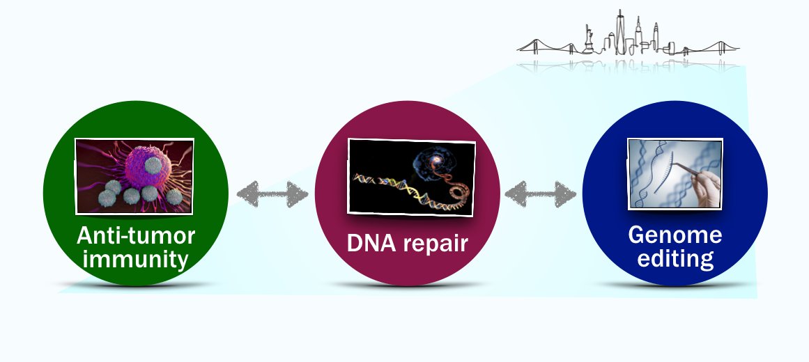 We have open postdoctoral positions to investigate the role of DNA repair proteins in anti-tumor immunity and study the DNA damage response at nucleotide resolution with base editing screens. Come and join us! @ColumbiaGenDev @columbiacancer @CSCIColumbia ciccialab.com