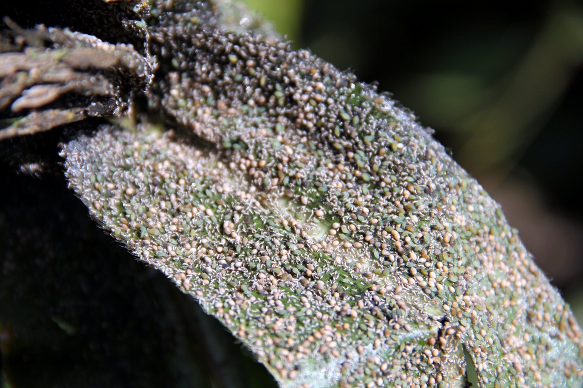 Crop Protection Network (@cropnetwork) on Twitter photo Insect pests destroyed tons of corn in 2023. Find out how much in the new Extension pub at cropprotectionnetwork.org/publications/cā¦
From <a href="/DominicDReisig/">Dominic Reisig</a> <a href="/ScottGraham72/">Scott Graham</a> @NYSIPM <a href="/ISU_IPM/">Iowa State Plant Protection</a> <a href="/nick_seiter/">Nick Seiter</a> <a href="/bick_emily/">Emily Bick, Ph.D.</a> <a href="/SebeABrown/">Sebe Brown</a> <a href="/SDSUExt_Insects/">Adam Varenhorst</a> @TraceyBaute <a href="/Krupke_IPM/">Krupke IPM</a> <a href="/PetersonInsects/">Julie Peterson</a> <a href="/true_bug/">Jeff Bradshaw š¾š</a> Insect pests destroyed tons of corn in 2023. Find out how much in the new Extension pub at cropprotectionnetwork.org/publications/cā¦
From <a href="/DominicDReisig/">Dominic Reisig</a> <a href="/ScottGraham72/">Scott Graham</a> @NYSIPM <a href="/ISU_IPM/">Iowa State Plant Protection</a> <a href="/nick_seiter/">Nick Seiter</a> <a href="/bick_emily/">Emily Bick, Ph.D.</a> <a href="/SebeABrown/">Sebe Brown</a> <a href="/SDSUExt_Insects/">Adam Varenhorst</a> @TraceyBaute <a href="/Krupke_IPM/">Krupke IPM</a> <a href="/PetersonInsects/">Julie Peterson</a> <a href="/true_bug/">Jeff Bradshaw š¾š</a>