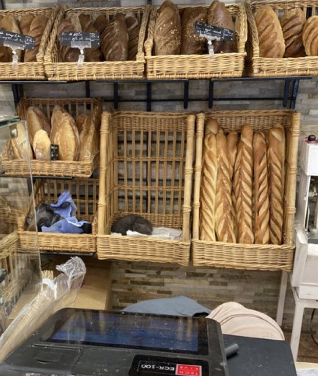 Breaded Cats tweet media