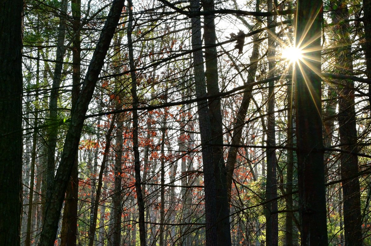 nj_pinelands's tweet photo. Good morning from Brendan T. Byrne State Forest in the New Jersey Pinelands 🌞 … 

📷: Paul Leakan, Pinelands Commission Communications Officer (ISO: 500; F/20) 

#pinelands #pinelandsnationalreserve #njstateparks #sunburst #sun #morning #morningvibes #NJ https://t.co/guVxREMzzH
