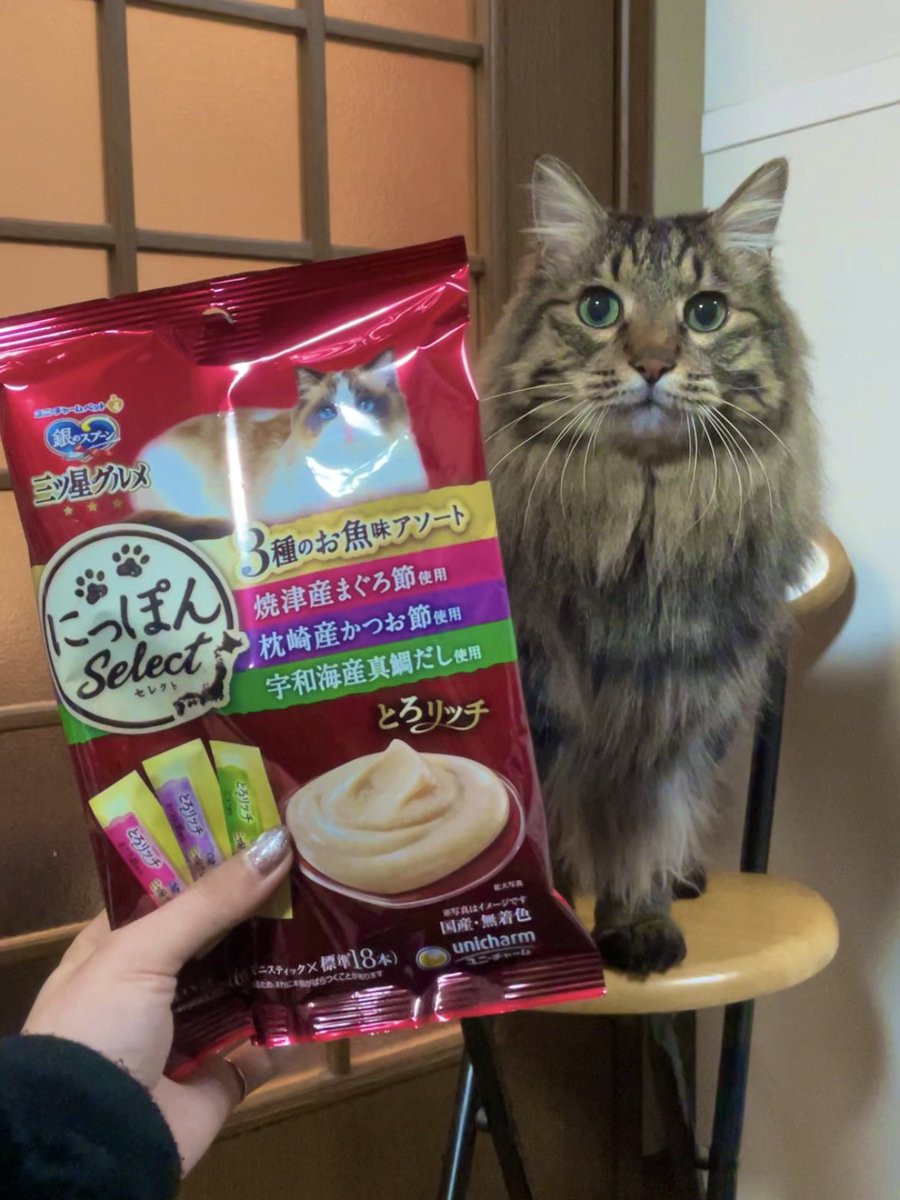 REINA__807's tweet photo. ハッピーバレンタイン🐈🐾

#猫 #cat #バレンタイン https://t.co/1tN876bkiQ