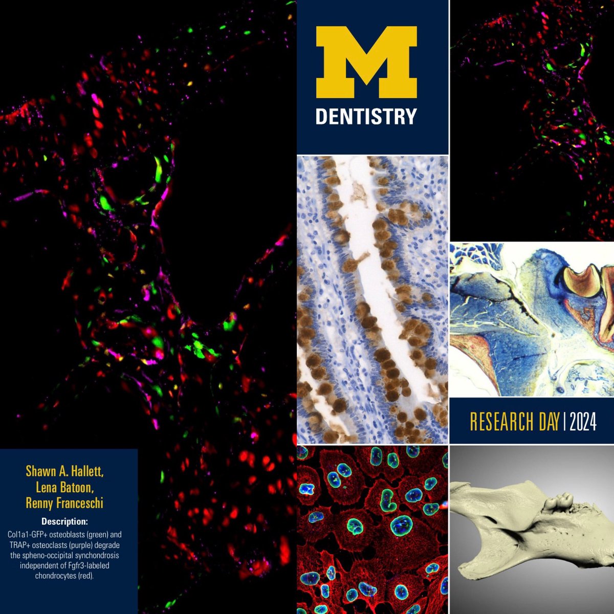 Excited to see my work, in collab with @lenabatoon, make the front cover of the @UMichDentistry’s 2024 Research Day booklet cover page 🎨🦴🔬 #BioArtography