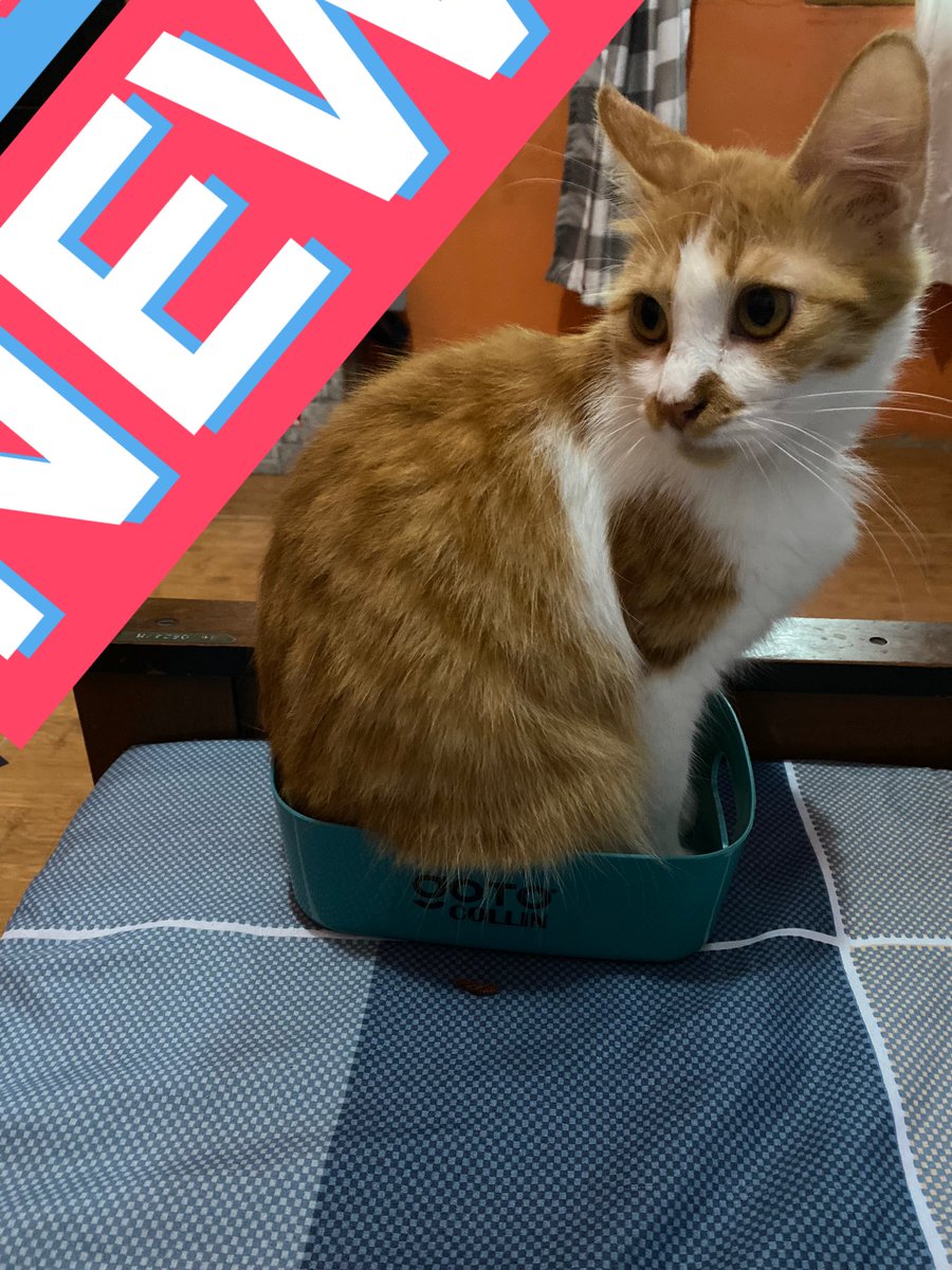 kurcatci's tweet photo. Box sekecil itu berkelahi dengan monster https://t.co/KyDB2mFK2Z