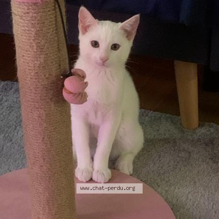 Minou Perdu tweet media